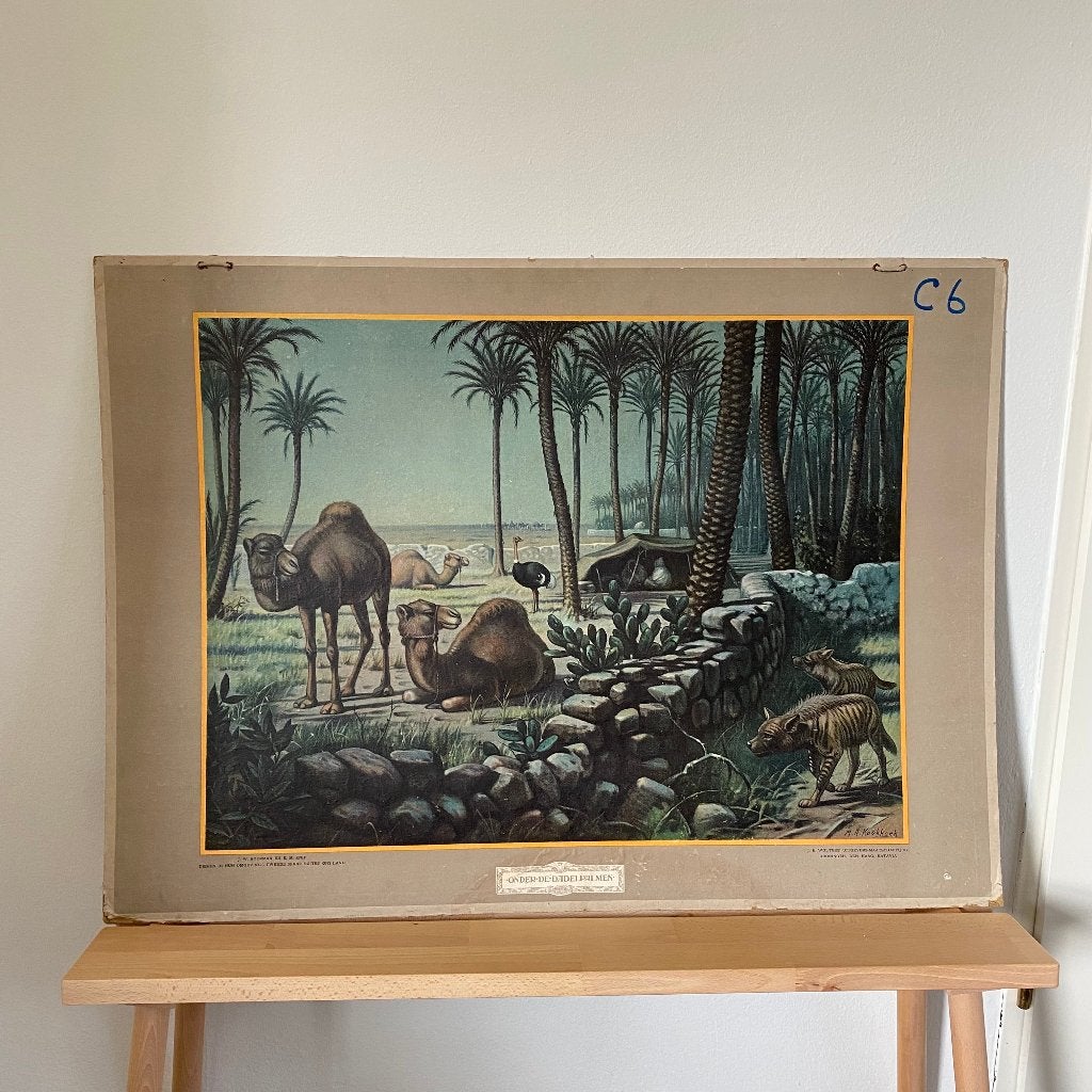 Schoolplaat Onder de dadelpalmen – Koekkoek – 1934, Antiek en Kunst, Ophalen of Verzenden, Natuur en Biologie