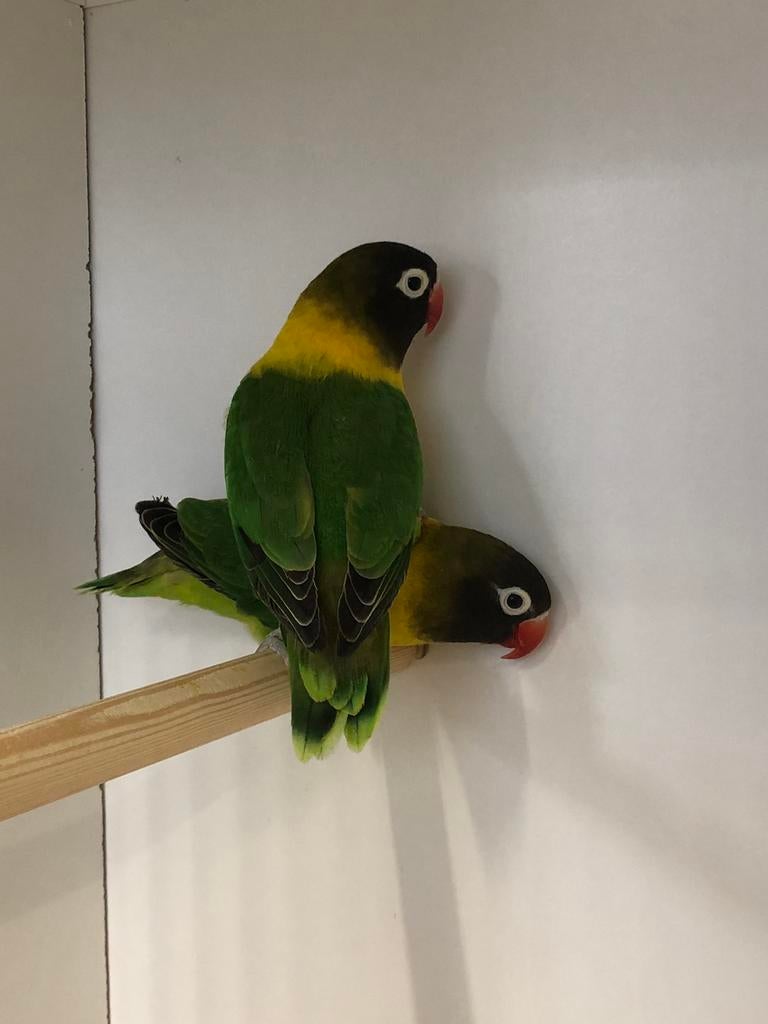 Personata,s, Dieren en Toebehoren, Meerdere dieren, Dwergpapegaai of Agapornis