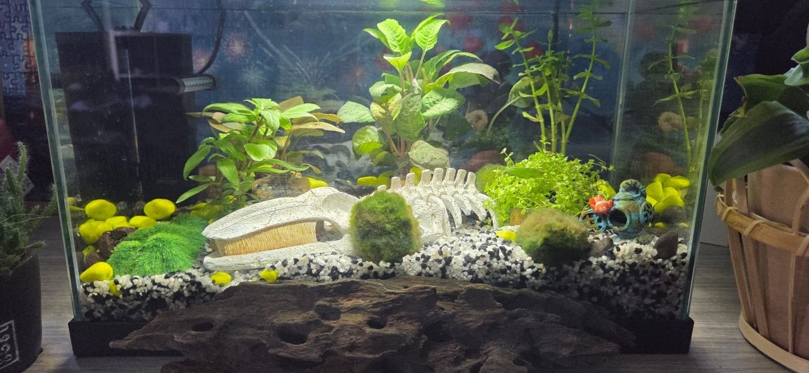 guppen, Dieren en Toebehoren, Vissen | Aquariumvissen