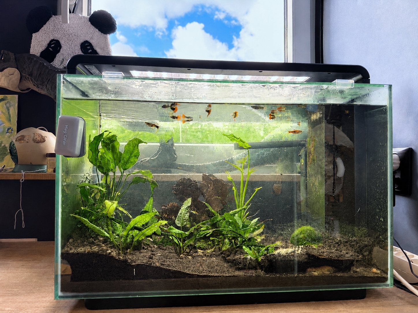 Superfish Aquarium Home 65, Gebruikt, Ophalen of Verzenden, Gevuld zoetwateraquarium, Superfish