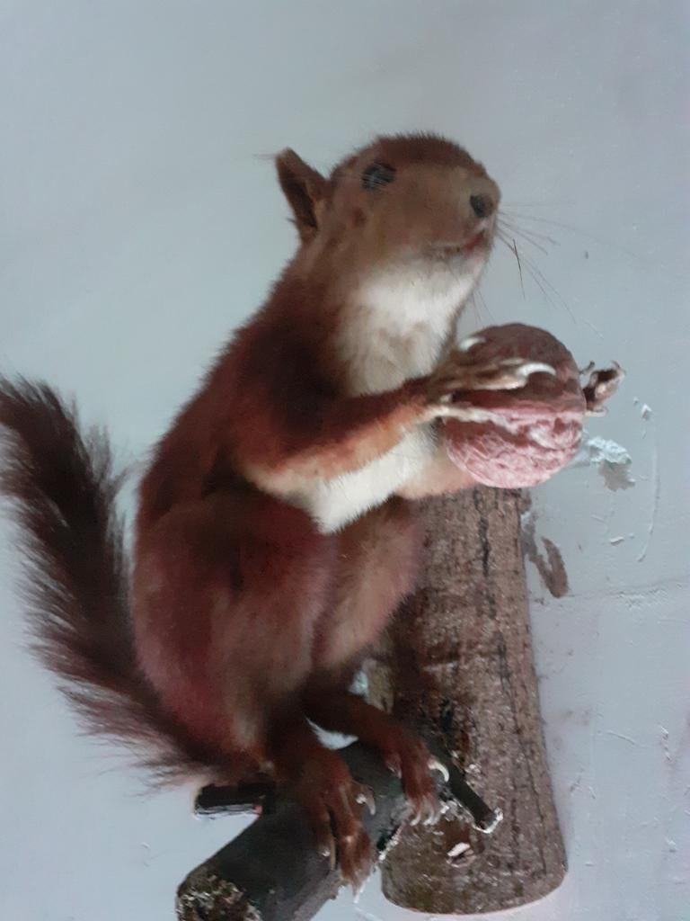 Taxidermie,opgezette rode eekhoorn met walnoot op stam, Ophalen of Verzenden, Zo goed als nieuw, Wild dier, Opgezet dier