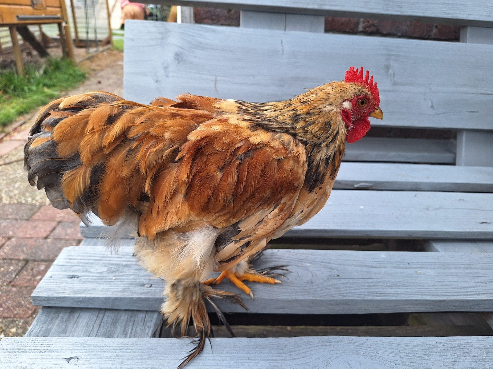 Cochin haantjes, Dieren en Toebehoren, Pluimvee, Mannelijk, Kip