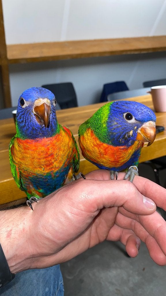 Lori van de blauwe bergen | handtam, Dieren en Toebehoren, Geslacht onbekend, Papegaai