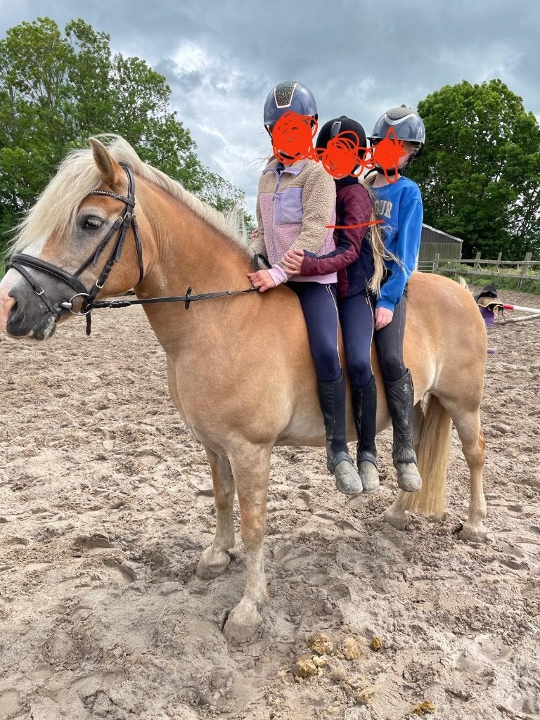 Super brave Haflinger kinderpony, Dieren en Toebehoren, Merrie, Met stamboom, L, 11 jaar of ouder
