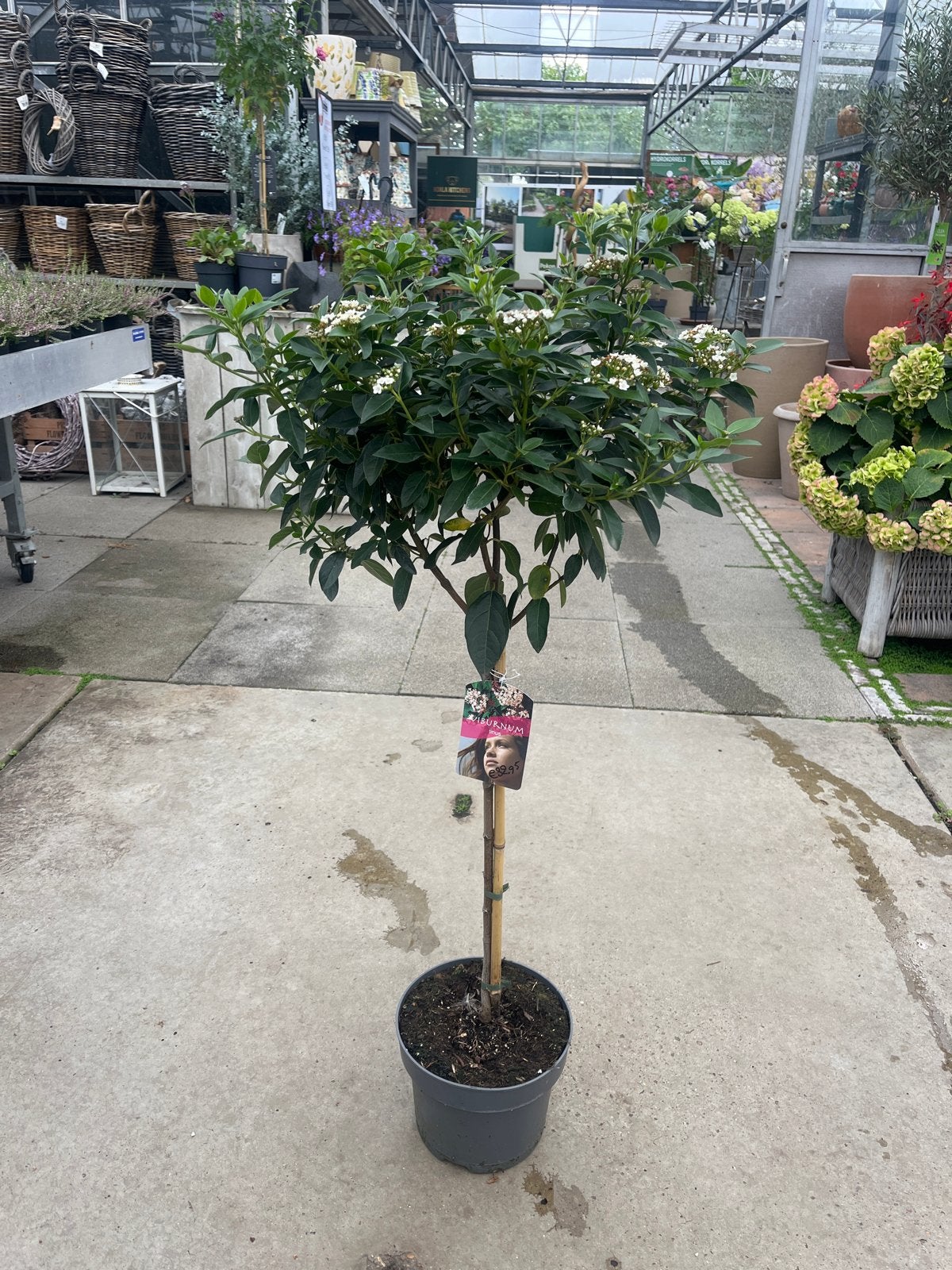 Viburnum Tinus op stam - Sneeuwbal stam 60 cm, Overige soorten, Volle zon, Vaste plant, Ophalen of Verzenden