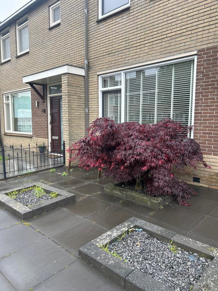 Prachtige Japanse Esdoorn (Acer Palmatum) - Rode Bladeren, Tuin en Terras, Vaste plant, Bloeit niet, Halfschaduw, Ophalen