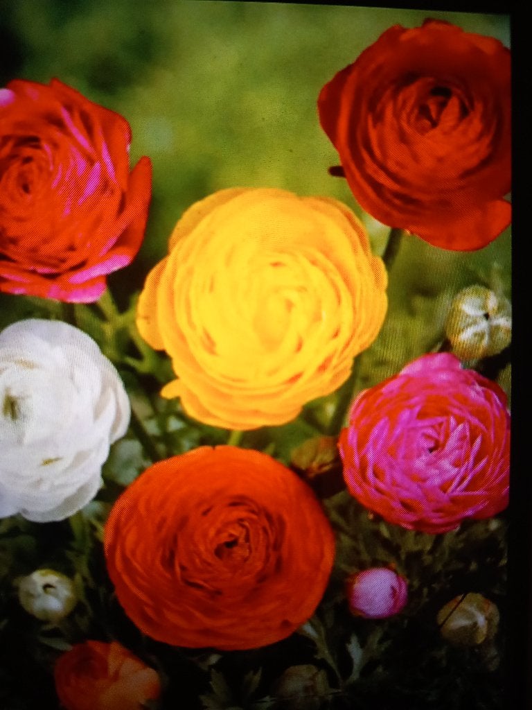 ranonkel Ranunculus gemengd bolmaat 4/5 (50 voor 6 euro) bio, Ophalen of Verzenden, Gehele jaar, Volle zon, Knol