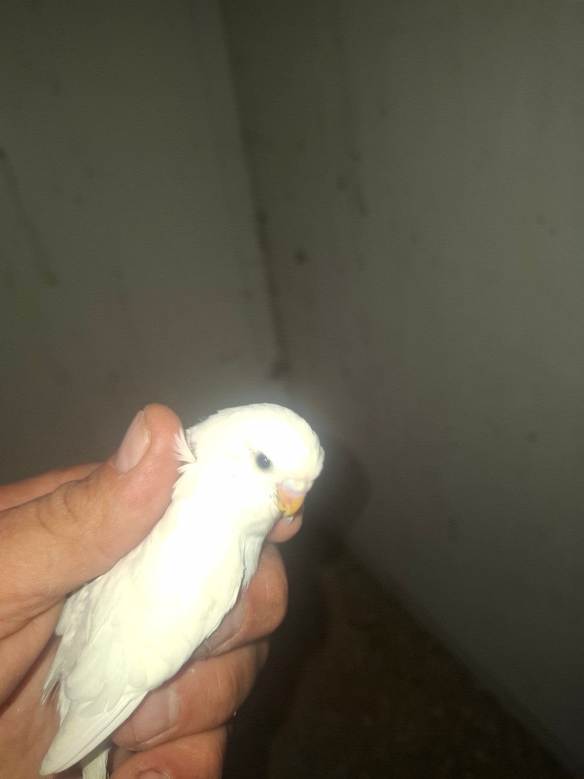 te koop 2 jongen grasparkieten., Meerdere dieren, Parkiet, Tam