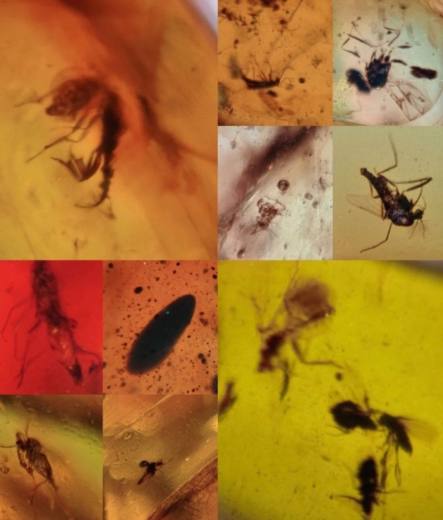 Barnsteen met insectjes 10 stuks, Ophalen of Verzenden, Fossiel