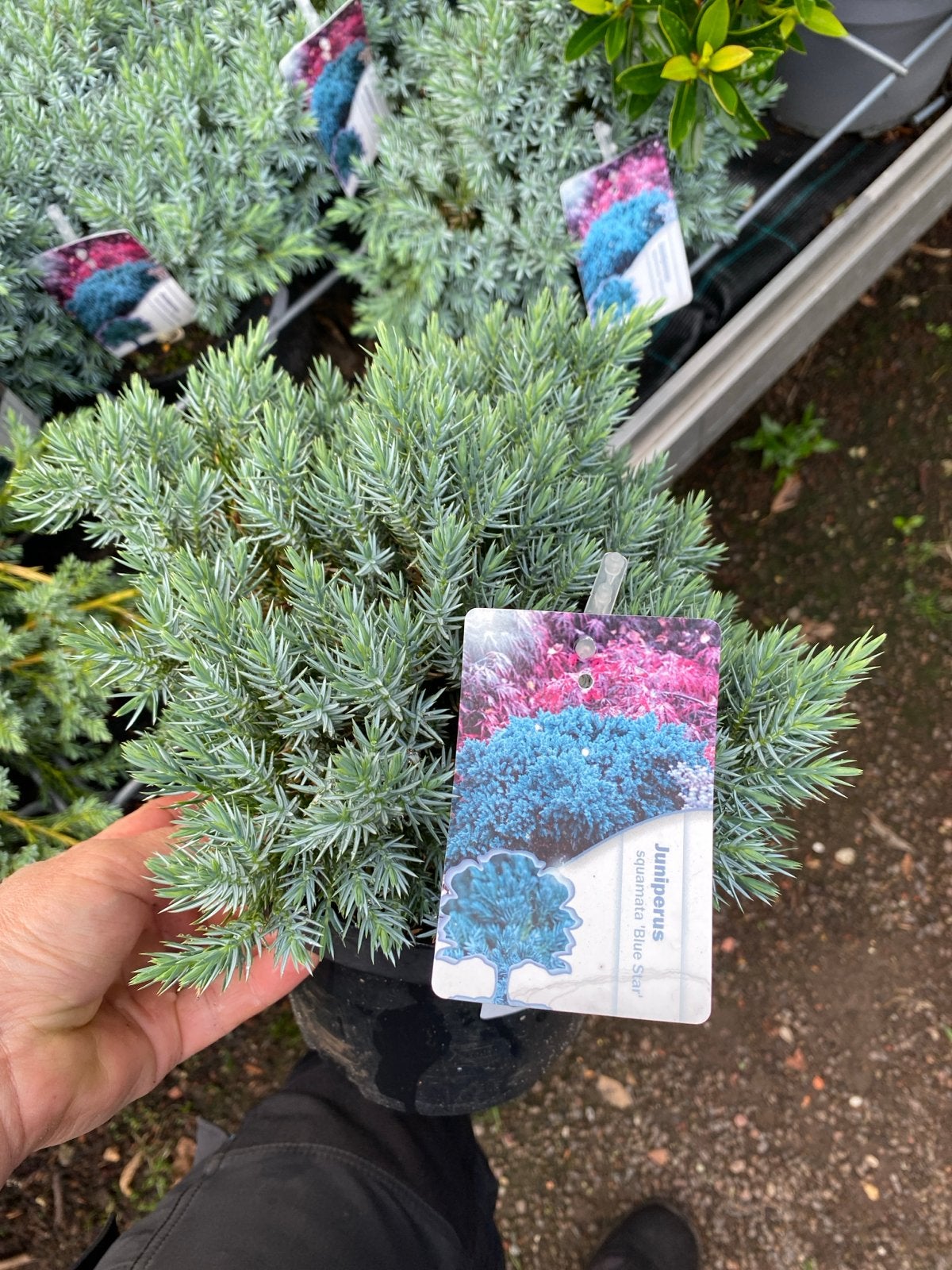 Juniperus squamata 'Blue Star' - Dwergconifeer, Tuin en Terras, Volle zon, Vaste plant, Bloeit niet, Ophalen