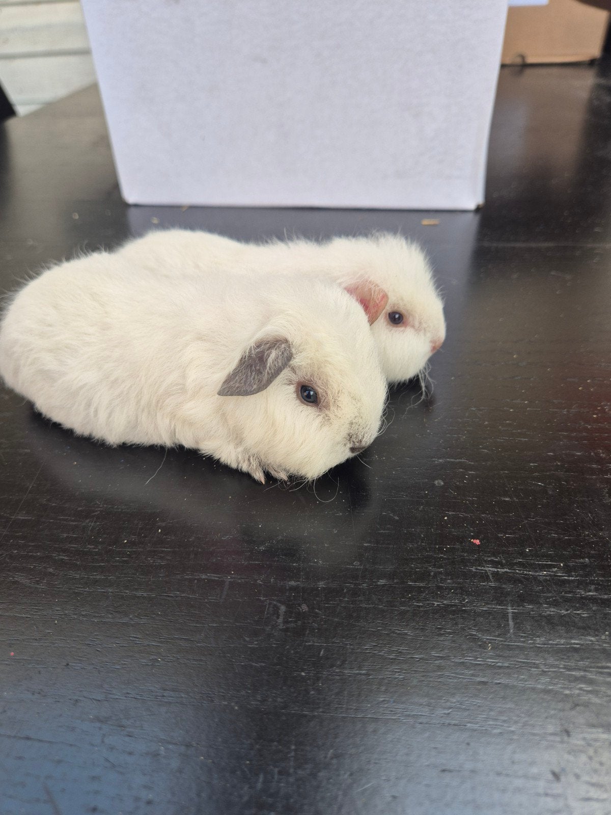 ch teddy beertjes, Dieren en Toebehoren, Augustus, Mannelijk, Cavia