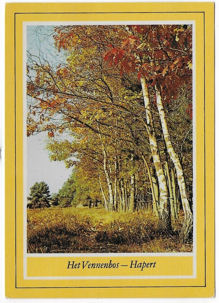 Hapert Het vennenbos Gelopen Ansichtkaart ( B6011 ), Ophalen of Verzenden, 1980 tot heden, Gelopen