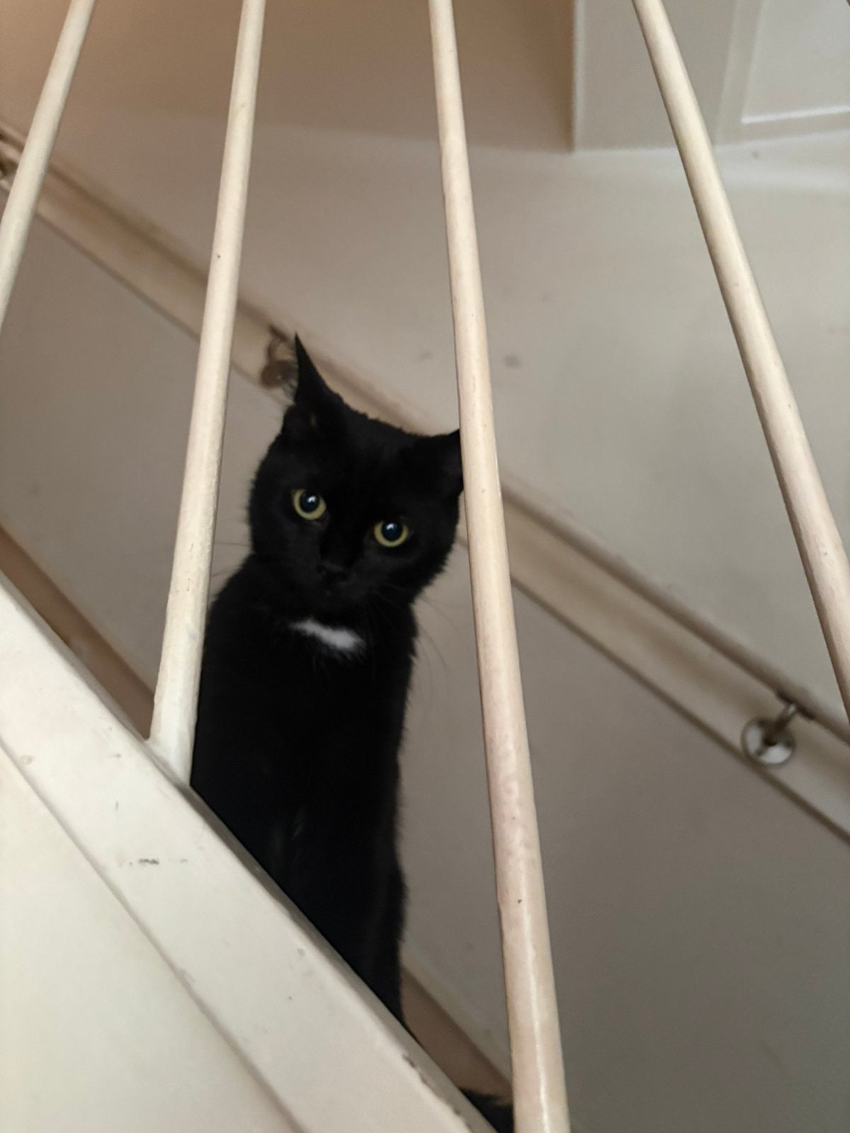 3 opvang poezen klaar voor een forever home, Poes