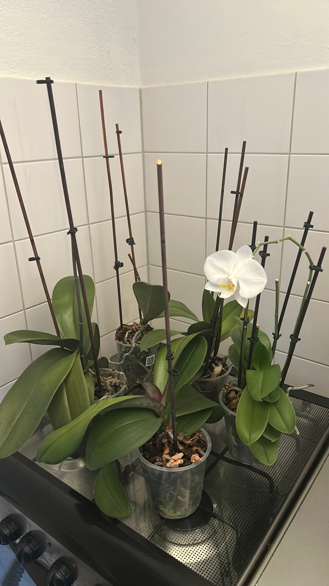 Orchidee, Ophalen, Halfschaduw, Minder dan 100 cm