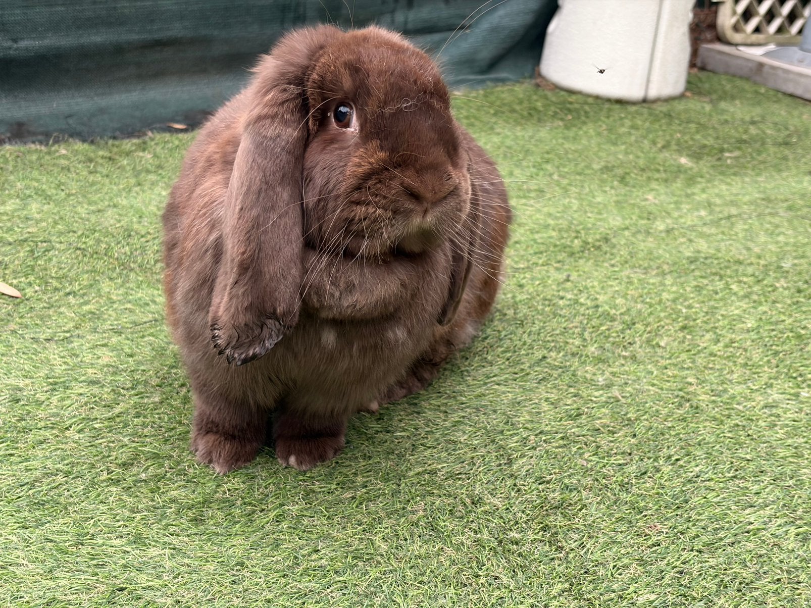 Super lieve choco Franse hangoor voedster, Dieren en Toebehoren, Vrouwelijk, Groot, Hangoor