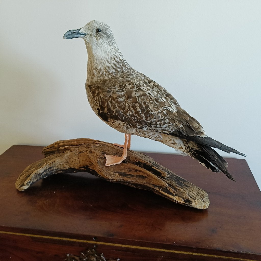 Opgezette meeuw, Verzamelen, Verzenden, Nieuw, Vogel, Opgezet dier