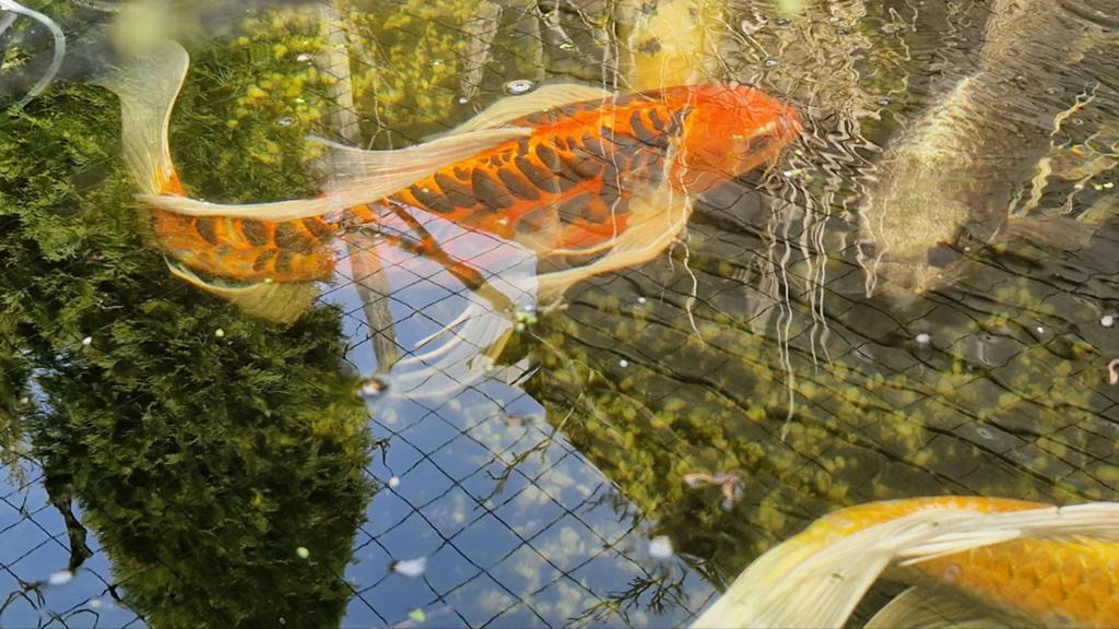 Prachtige butterfly  koi's, Dieren en Toebehoren, Karper of Koi