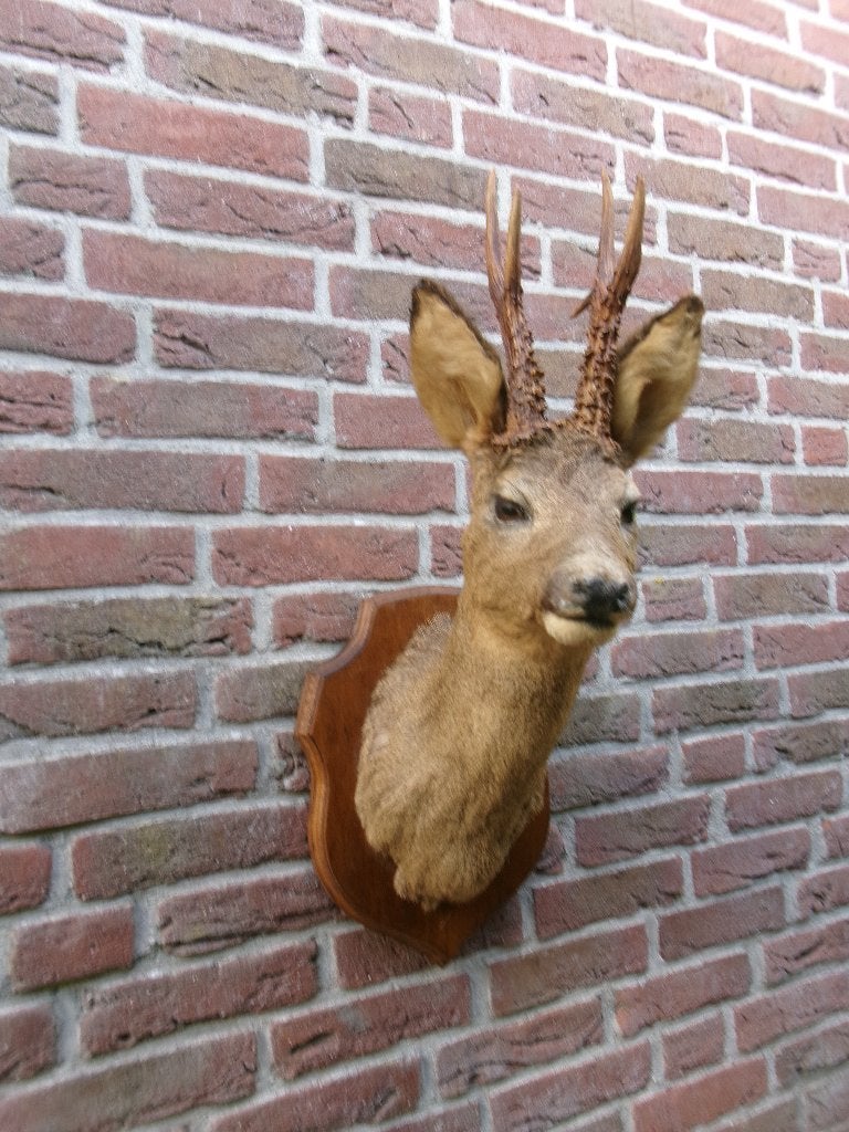Prachtige grote opgezette hertenkop met een groot gewei, Verzamelen, Ophalen of Verzenden, Zo goed als nieuw, Hert, Opgezet dier