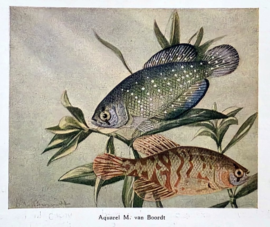 Aquarium boeken, Ophalen, Gebruikt, Overige typen, Overige merken