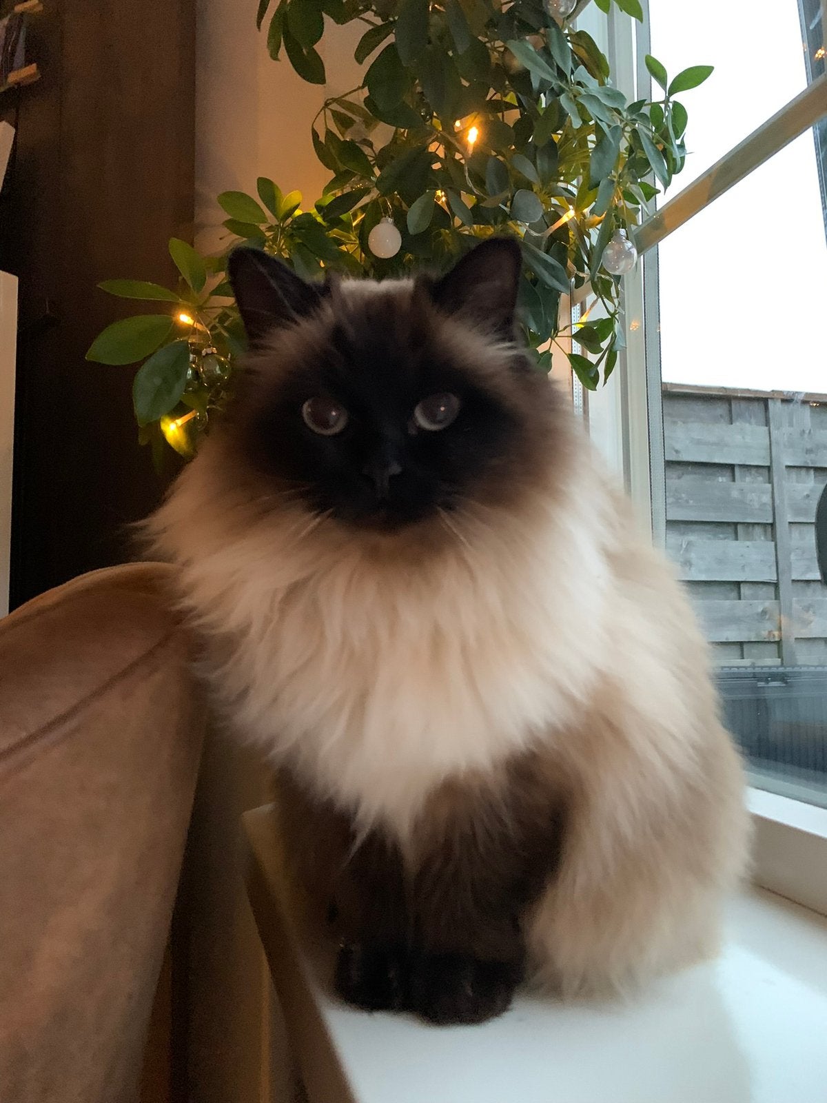 Gezocht Heilige birmaan Lulu️mooie beloning., Poes, Gechipt, 6 jaar of ouder