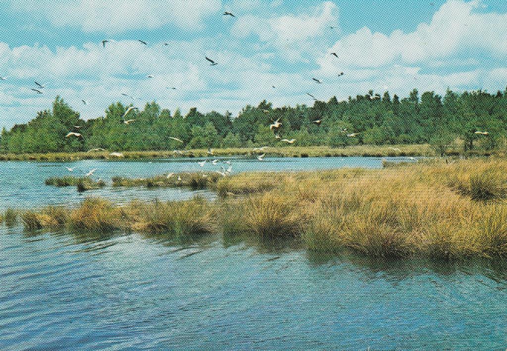 Groeten uit Ruinen, Ophalen of Verzenden, 1980 tot heden, Ongelopen, Drenthe