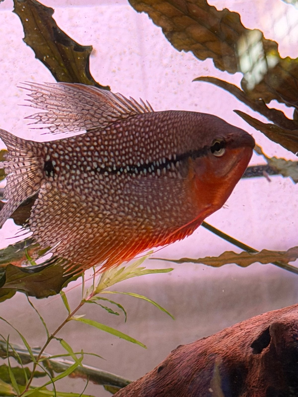 Gratis: koppel diamant goerami’s. Leerii, Dieren en Toebehoren, Vis