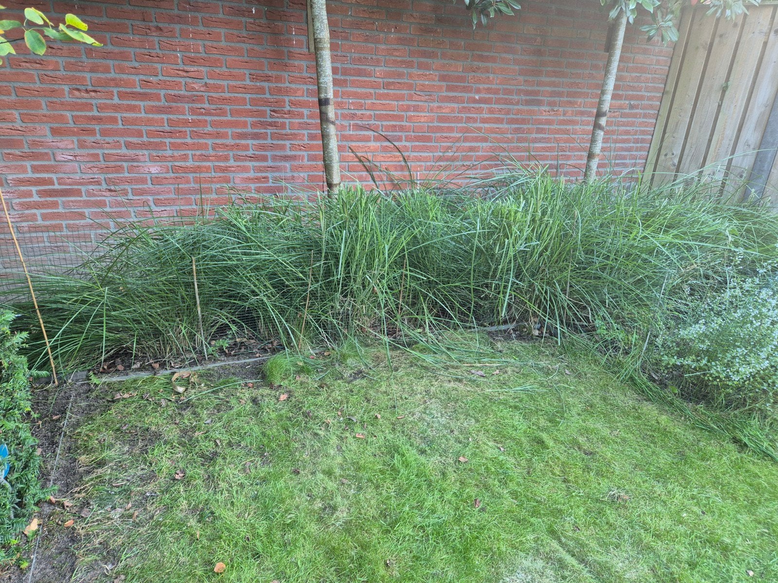Miscanthus sinensis 'Gracillimus' - 10 planten siergrassen, Ophalen, Volle zon, Vaste plant, Siergrassen