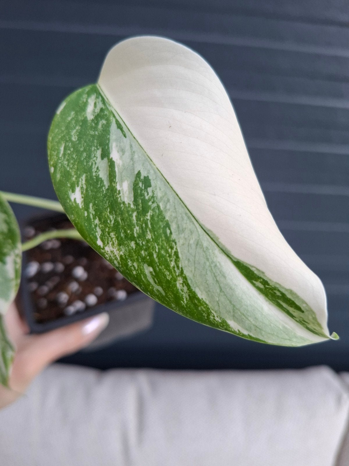 Monstera deliciosa variegata albo, Ophalen