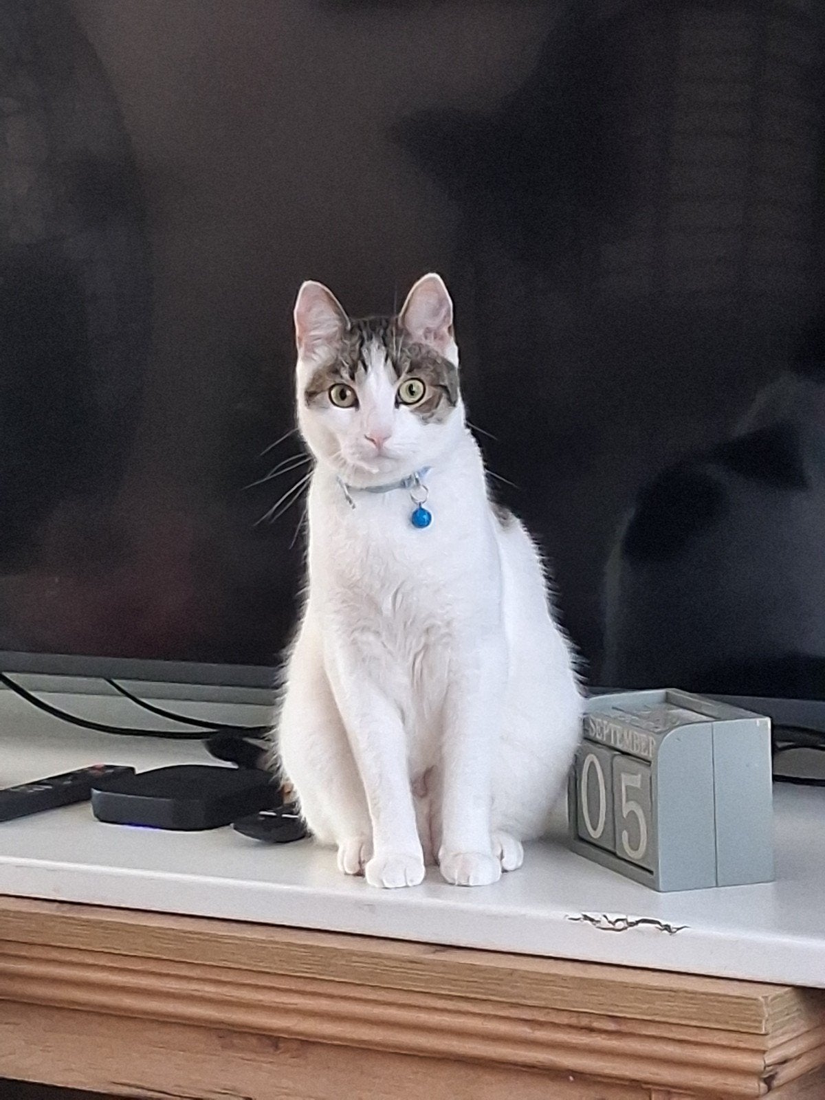 europeze korthaar, Dieren en Toebehoren, Kater, Kortharig, 0 tot 2 jaar