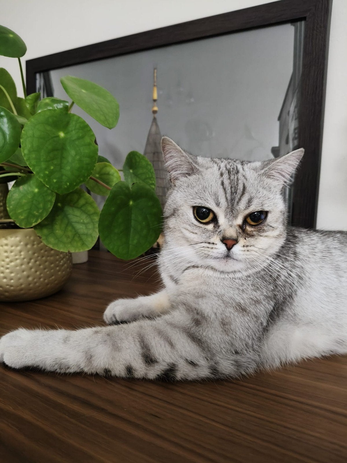 Liefdevol Sushi, Kater, Gechipt