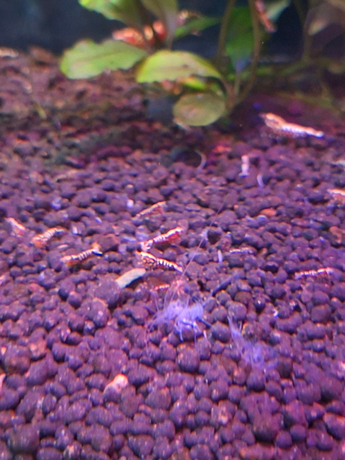 red zebra stradus, Dieren en Toebehoren, Vissen | Aquariumvissen, Vis