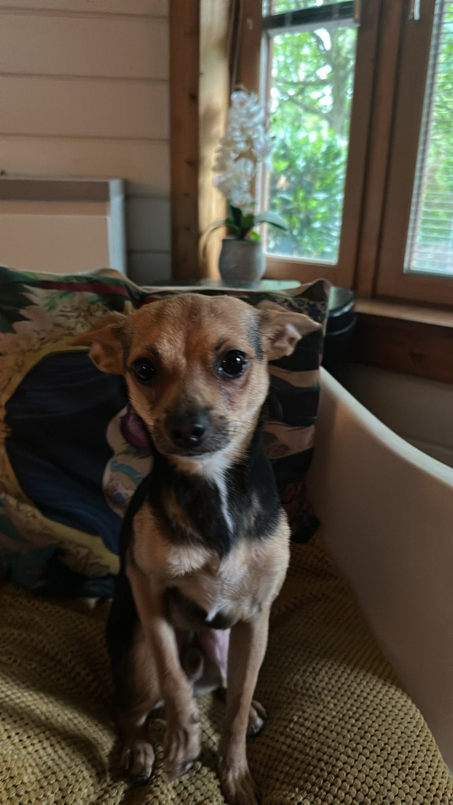 Chihuahua Max zoekt zijn gouden mandje, Dieren en Toebehoren, Honden | Chihuahua's en Gezelschapshonden, 1 tot 2 jaar, Buitenland