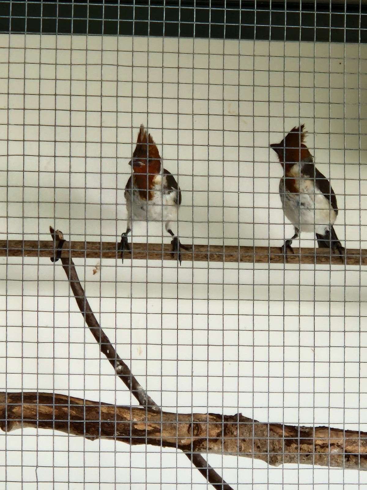 Diverse vogels, sijsen, nachtegalen, Majoor putters,goudvink, Dieren en Toebehoren, Meerdere dieren, Wildzangvogel, Geringd