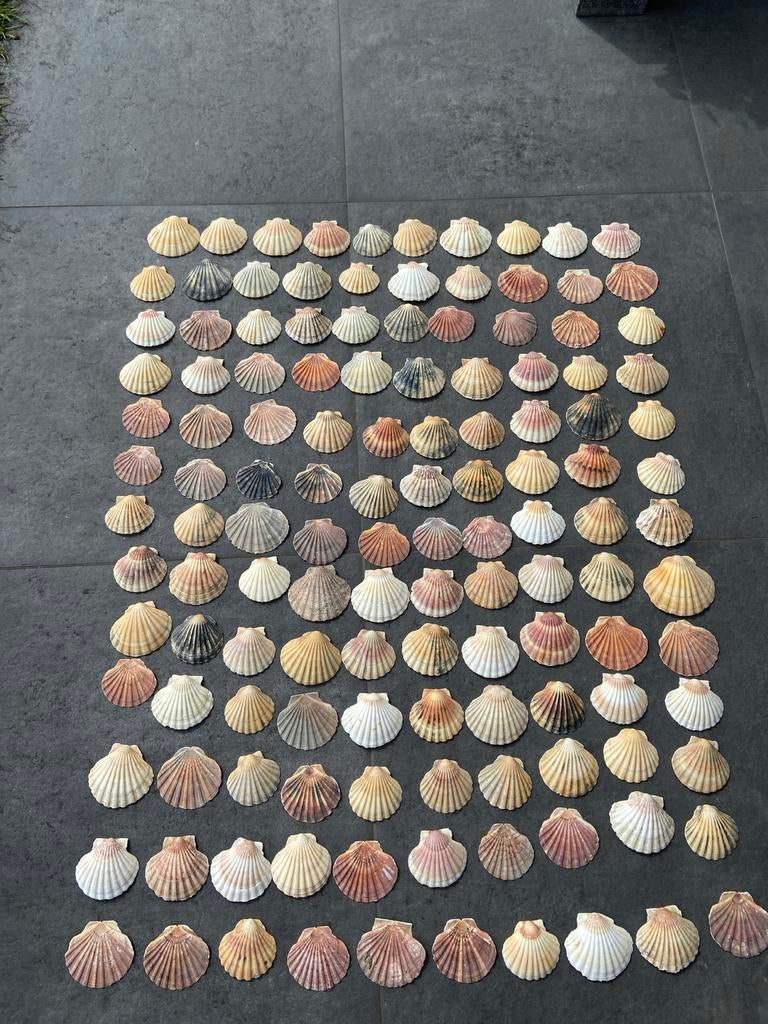 Jacobs schelpen uit Normandië: bol en plat (11-14 cm), Ophalen of Verzenden, Gebruikt