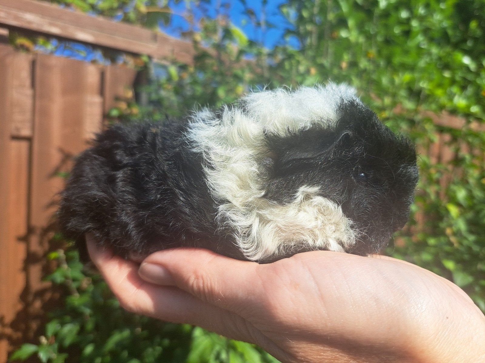 Tessel cavia beertje zwart bont, Dieren en Toebehoren, September, Mannelijk, Cavia