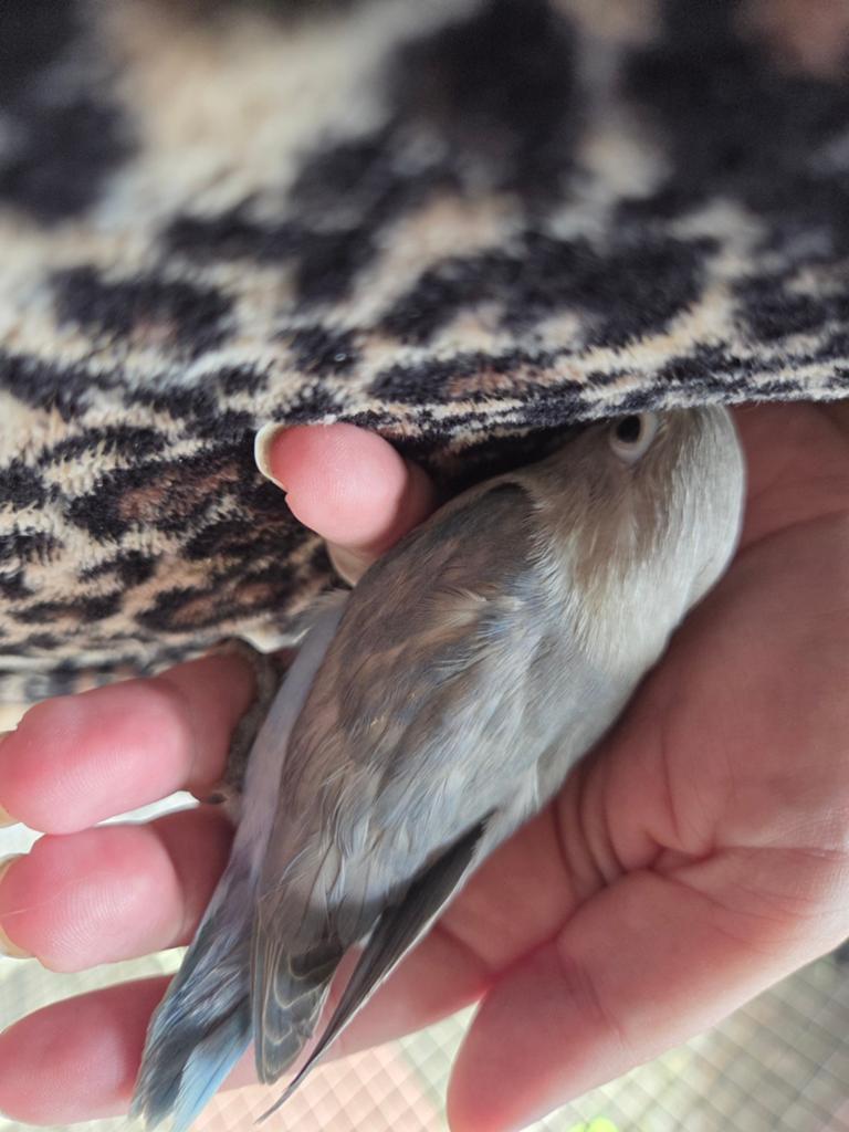 Dwergpapegaai agapornis, Geslacht onbekend, Dwergpapegaai of Agapornis