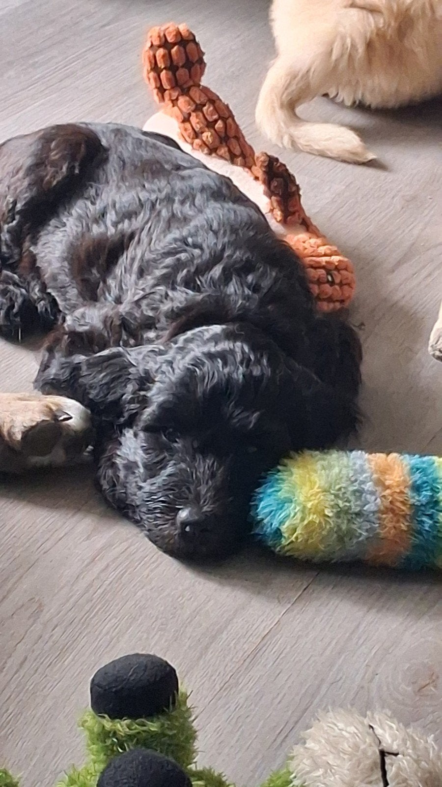 ben jij ons goude mandje.., Dieren en Toebehoren, Overige rassen, 8 tot 15 weken, Meerdere, Meerdere dieren