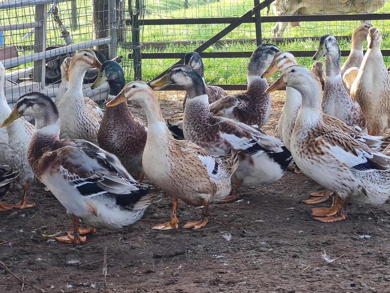 silver appleyard rechtstreeks engelse import, Dieren en Toebehoren, Meerdere dieren, Eend