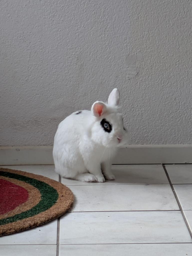 Lief konijn + kooi gratis, Dieren en Toebehoren, Konijnen, Mannelijk, Dwerg, 3 tot 5 jaar