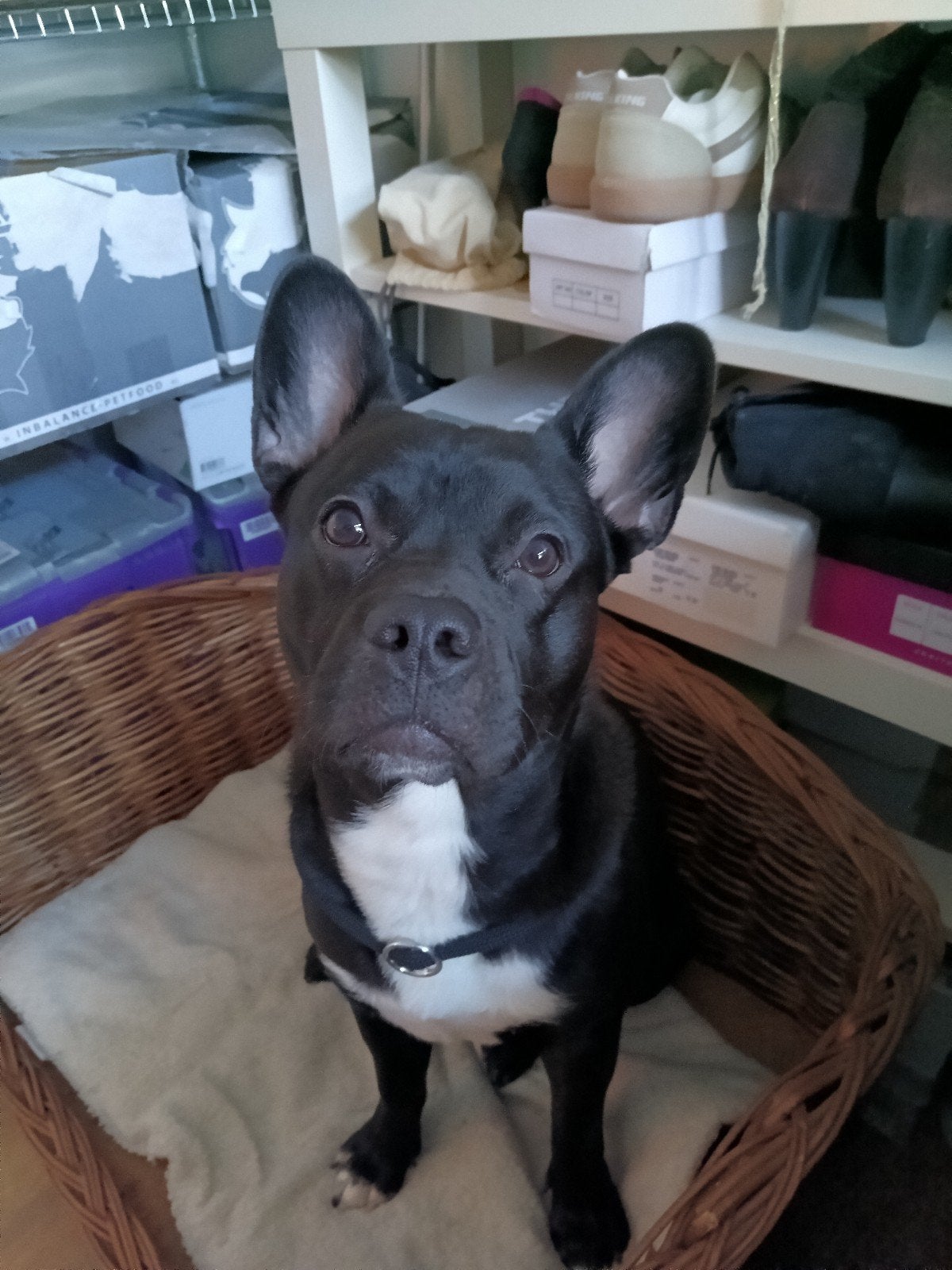 deel families / mensen / oppassers / uitlaters gezocht, Reu, CDV (hondenziekte), 1 tot 2 jaar, Eén hond