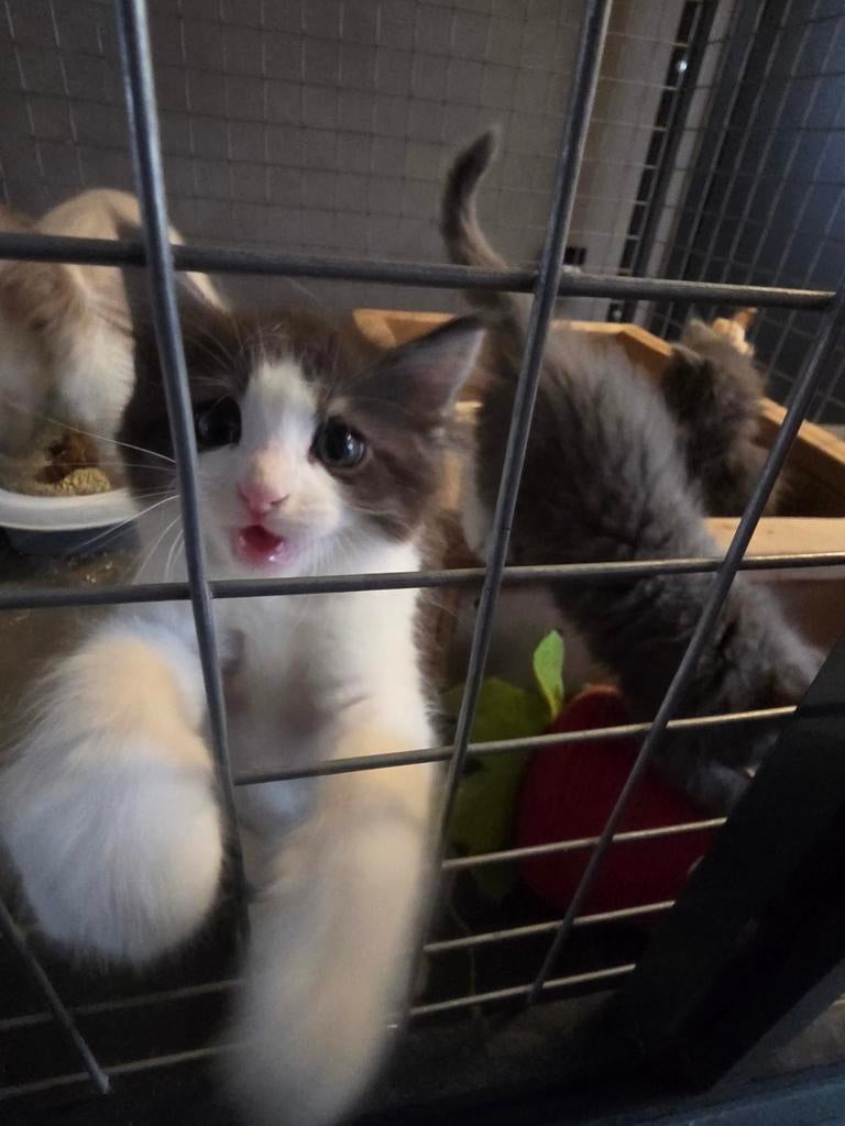 Kittens maincoon / ragdoll, Meerdere dieren