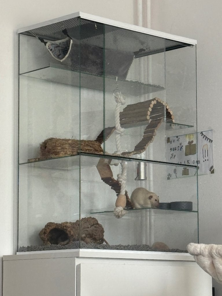 Rattenkooi van glas – €100, Dieren en Toebehoren, Knaagdieren en Konijnen | Hokken en Kooien, Ophalen, Kooi, Gebruikt, Muis