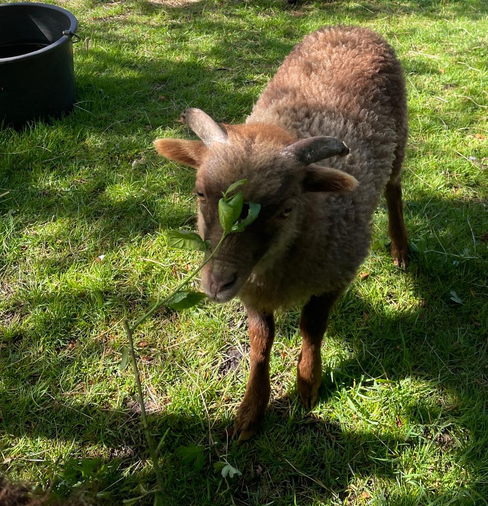 Ouessant ram bruin 2026, Dieren en Toebehoren, Schapen, Geiten en Varkens, Schaap, Mannelijk, 0 tot 2 jaar