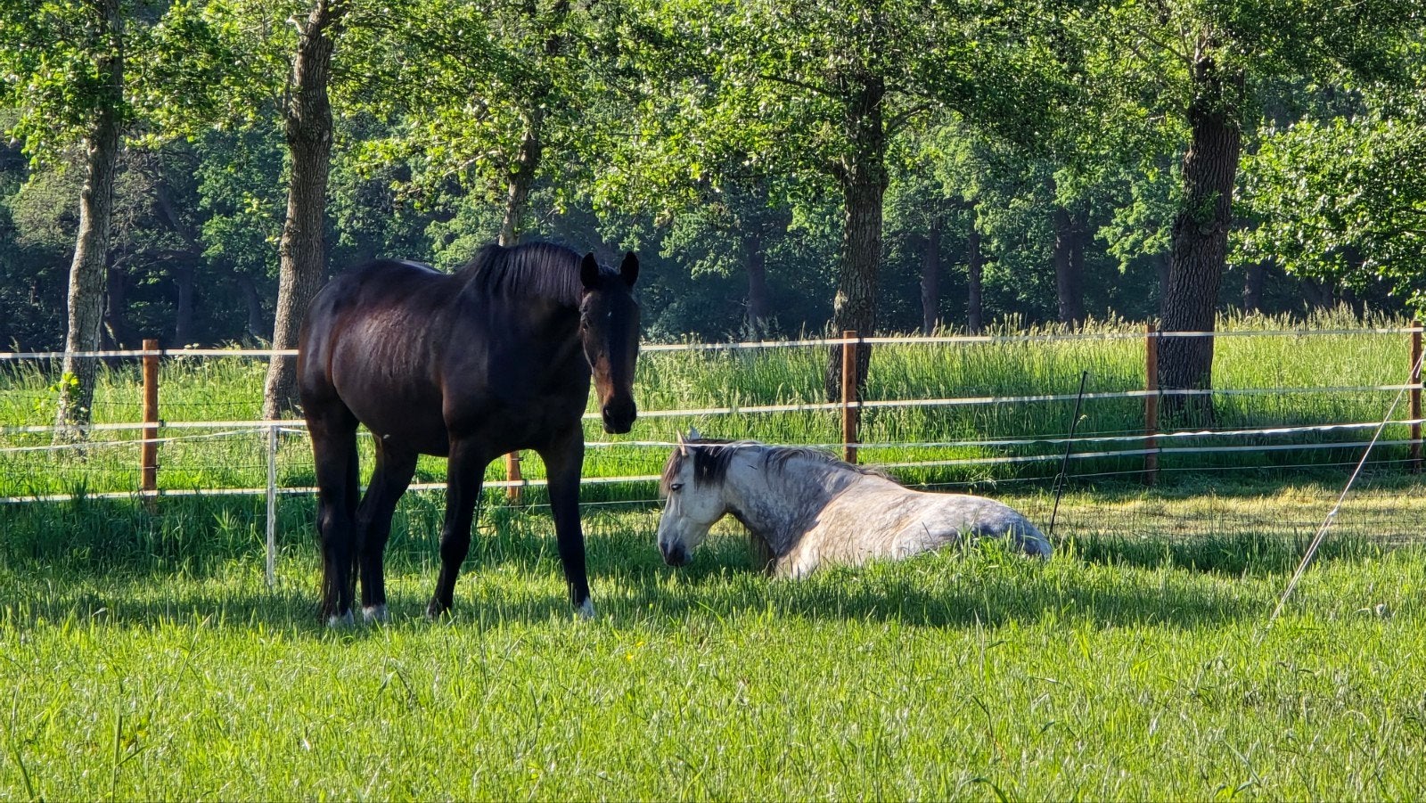Prachtig hooi voor paarden, Ophalen