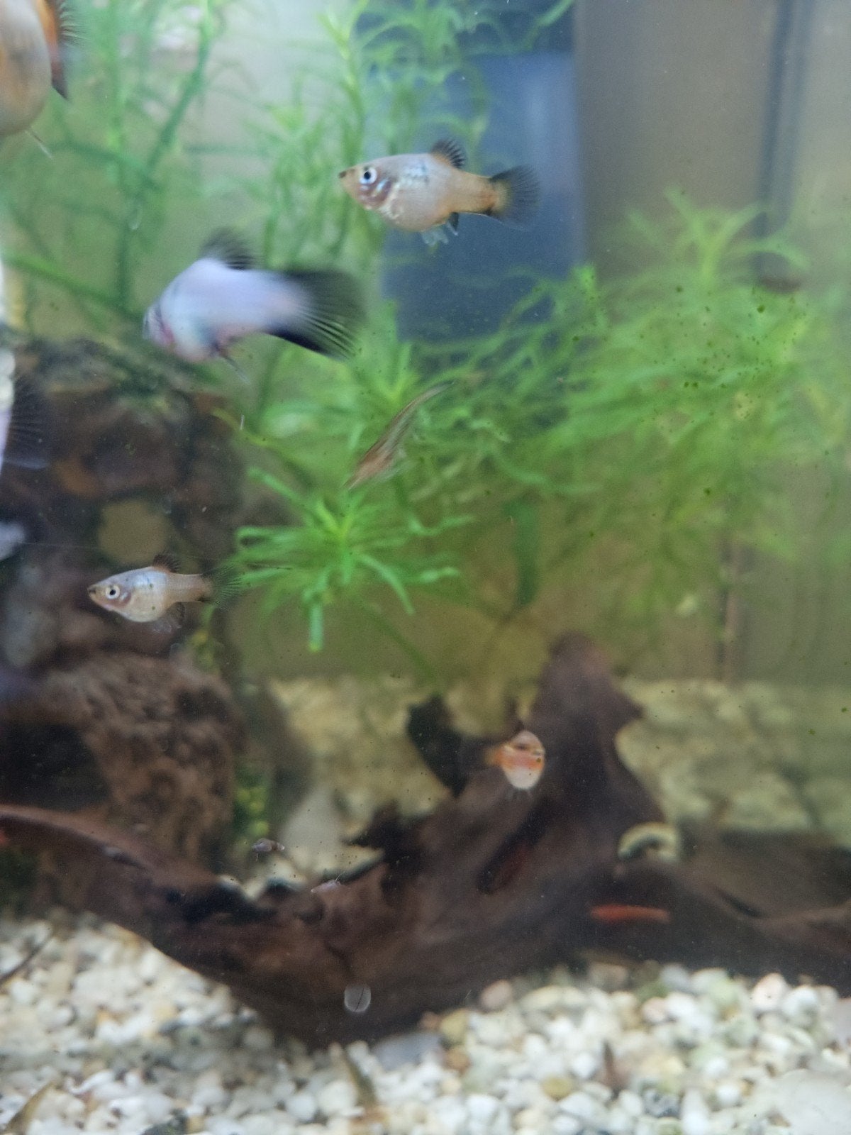 Platy visjes, Dieren en Toebehoren, Vis