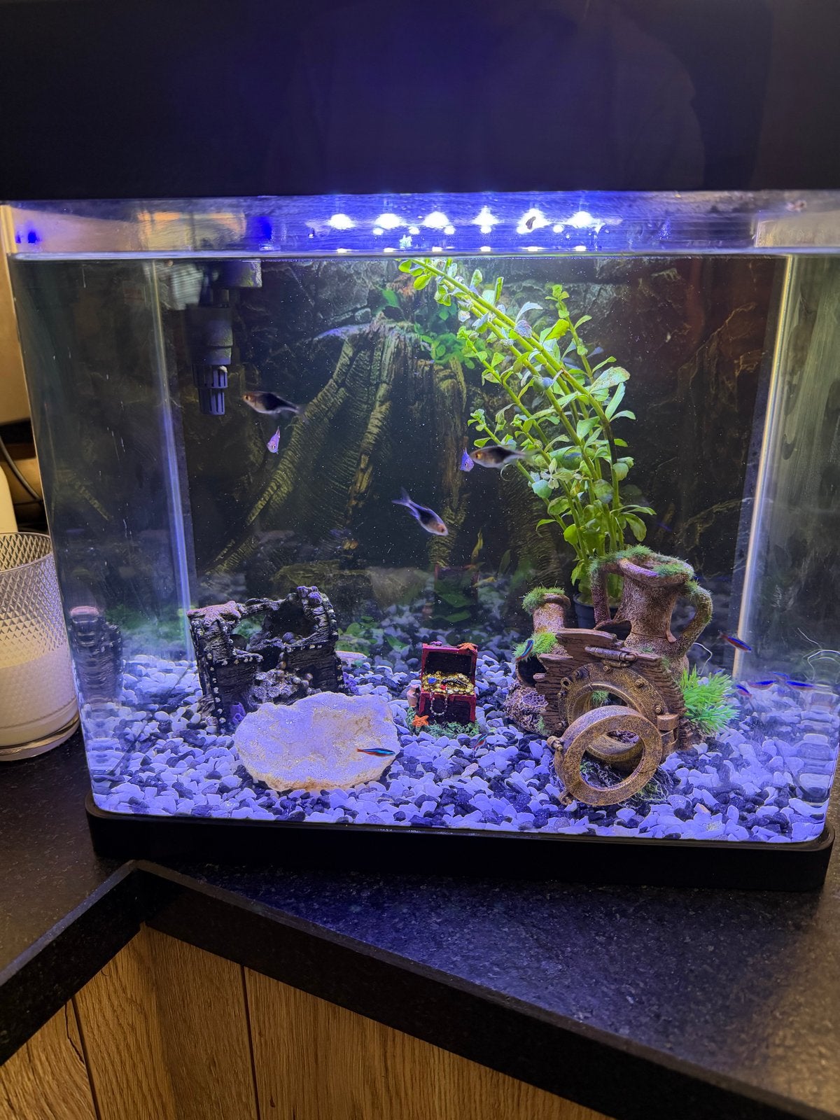 Super leuk superfish aquarium, Vis