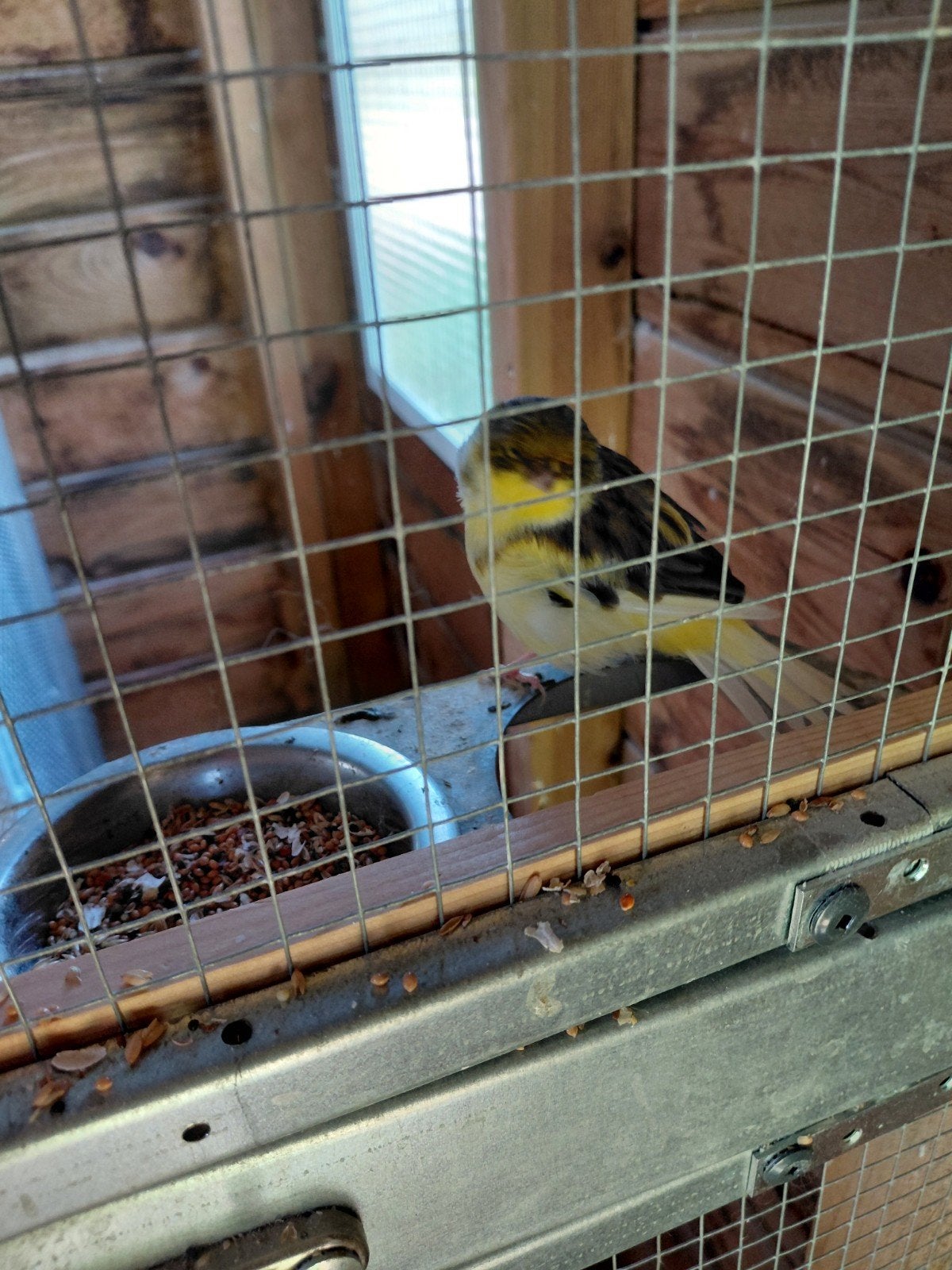 Gloster kanaries koppel, Dieren en Toebehoren, Vogels | Kanaries, Meerdere dieren, Kleurkanarie