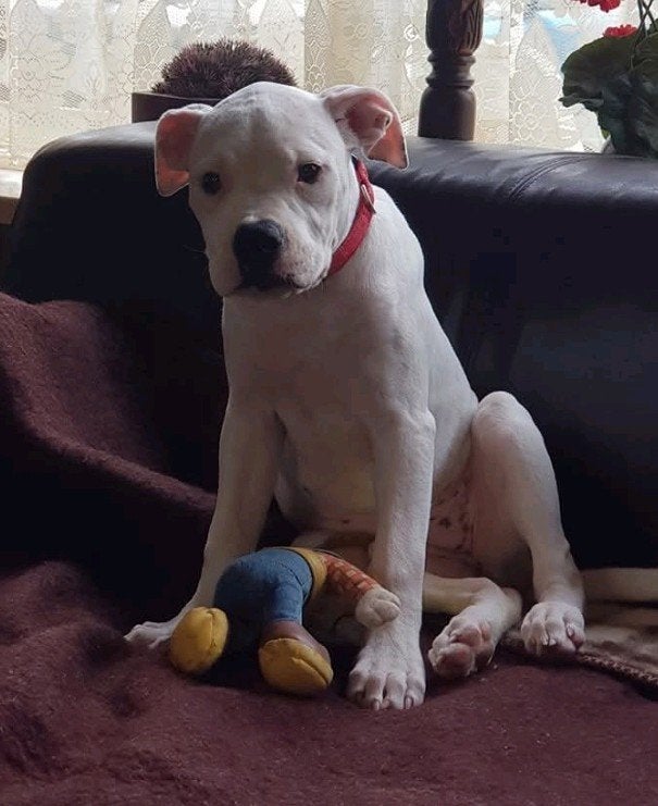 !!!GEZOCHT!!! Amerikaanse bulldog pup, Dieren en Toebehoren, 8 tot 15 weken, Geslacht onbekend, Bulldog, Eén hond