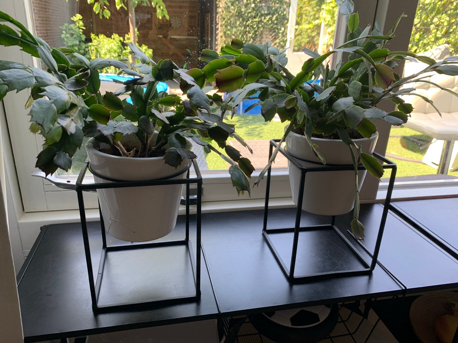 Twee Kerstcactus planten in pot, Ophalen, Halfschaduw, Minder dan 100 cm, Bloeiende kamerplant