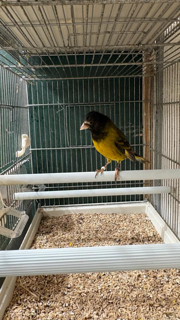 Zwarte Sijzen Bastaard van 2025, Dieren en Toebehoren, Vogels | Overige Vogels, Mannelijk, Wildzangvogel